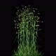 Flowering Grass Bush 2 - VideoHive Item for Sale