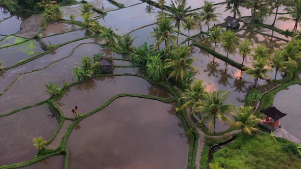 Sunset over the irrigated terraced rice fields in Bali, Indonesia. Sky and clouds reflecting on the