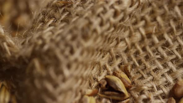 Rotating shot of barley and other beer brewing ingredients