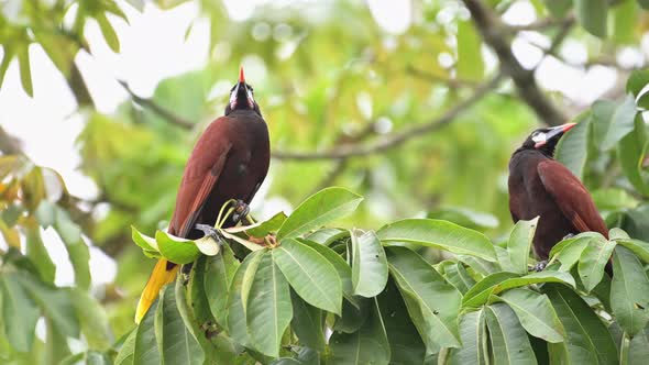 Montezuma Oropendola (psarocolius montezuma), Costa Rica Bird and Wildlife in the Rainforest in Tort