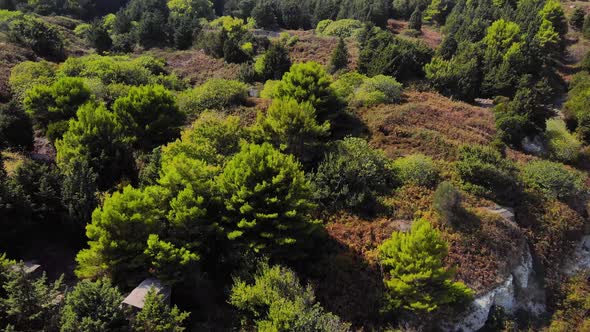 Aerial Drone View Flight Over Pine Tree Forest in Mountain in Albania 