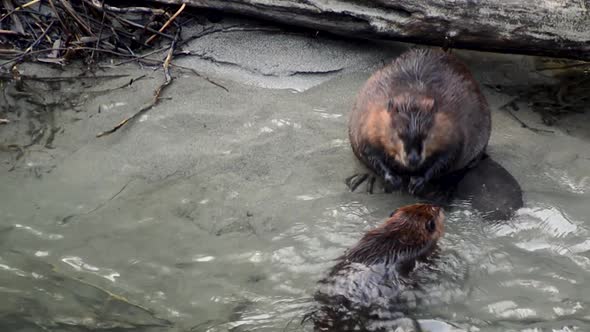 A young North American Beaver swims up to its parent for grooming on the bank of Skagit River in Was