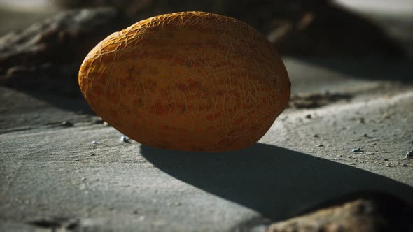 Desert Melon on the Sand Beach