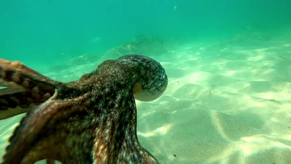 Wild octopus swimming underwater