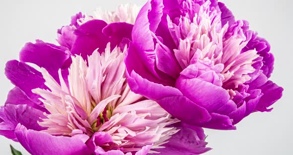 Timelapse Bouquet of Pink Peonies Blooming on a White Background. Blooming Peonies Flowers Open