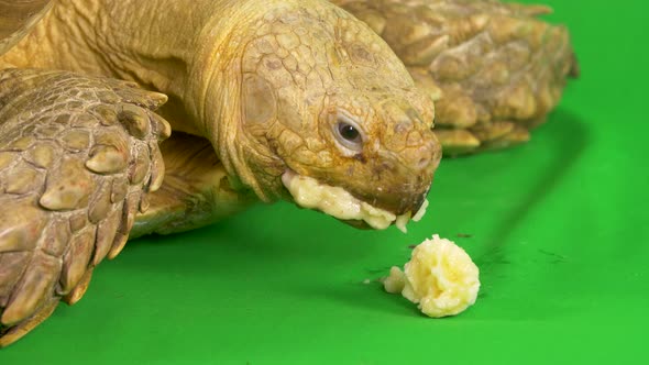 Close-up of a Sulcata African Spurred Tortoise with messy banana on its face on green chroma key scr