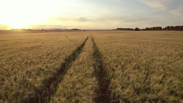 Aerial Over Road Going Into Distance On Big Yellow Wheat Field At Golden Sunset