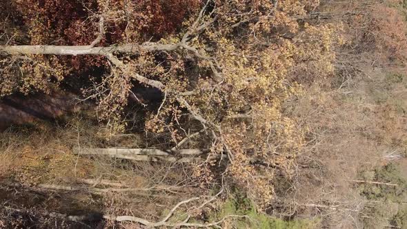 Vertical Video Autumn Forest with Trees in Ukraine Slow Motion