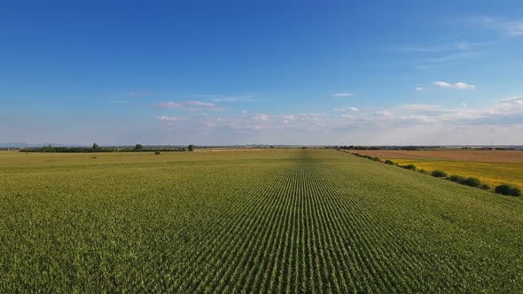 Aerial Flight Over Corn Field 2