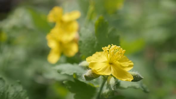 Chelidonium majus herbaceous perennial plant shallow DOF 4K 2160p 30fps UltraHD footage - Close-up y