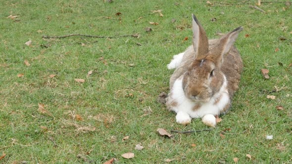 Rabbit in the field resting on grass 4K 3840X2160 UltraHD footage - Bunny laying and relaxing in nat