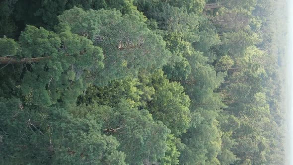 Vertical Video of a Forest with Trees in Ukraine