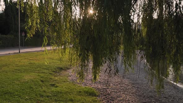 Sun rays illuminating weeping willow branches, leaves backlit by morning light