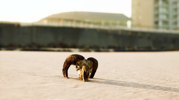 Closeup of a Skull Laying on the Wet Sand