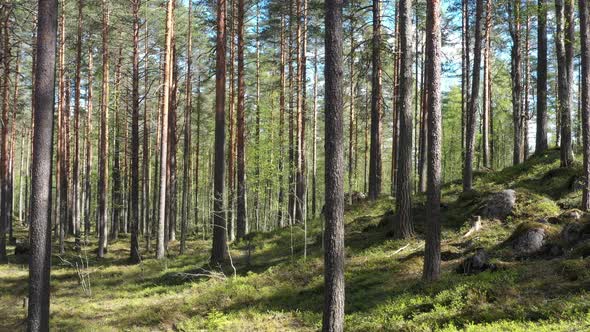 Flight in the evergreen forest on a summer sunny day