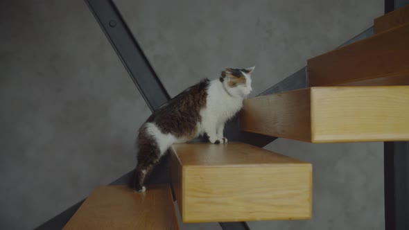 Curious One Eyed Domestic Cat Exploring New House