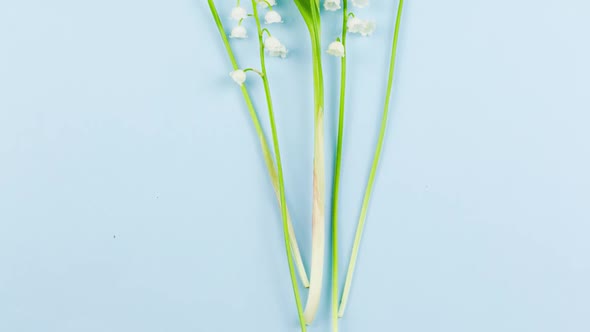 Small Fragile White Fragrant Lily of the Valley Flowers Lie