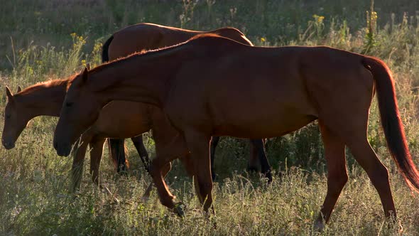 Brown Horses Walk on Meadow.