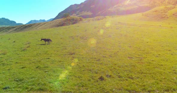 Flight Over Wild Horses Herd on Meadow