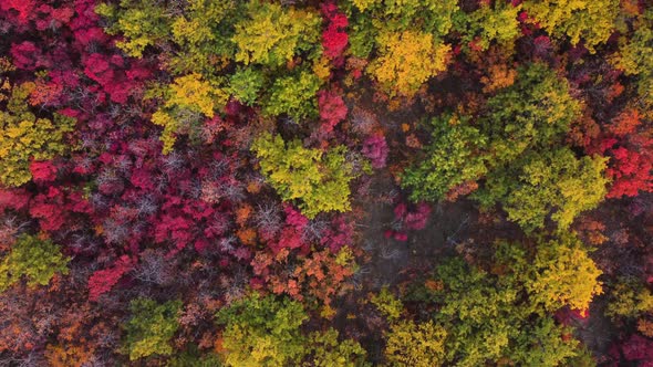 Autumn Multicolored Deciduous Forest Top View From a Quadrocopter