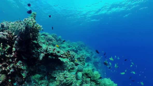 Coral Reef with Fish Underwater. Bohol, Philippines.