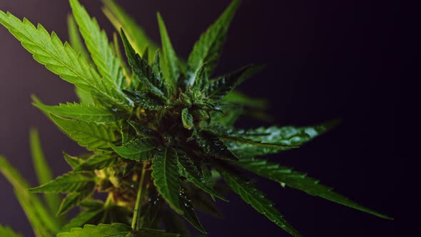 Sativa Marijuana Plant Close-up Rotating on Smoke Steam Violet Background. Rasterized Herbal