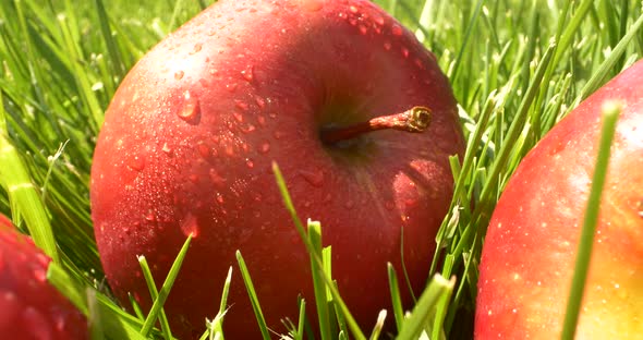 Closeup Beautiful Red Apple Fruits with Water Drops on Green Grass with Sunlight