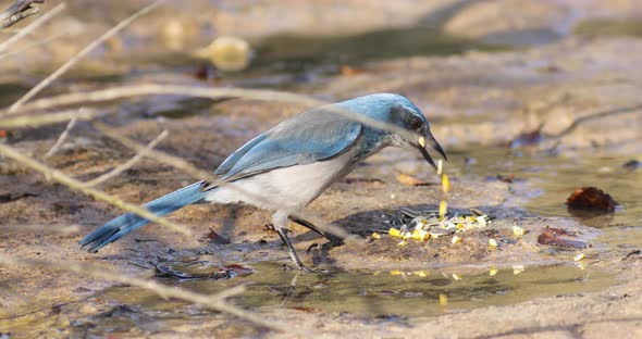 Woodhouse Scrub Jay, dinner time