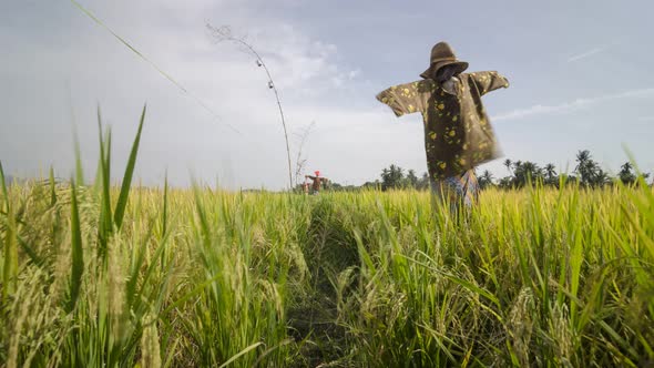 Scarecrow wear Malay traditional clothes standing in rice paddy field.