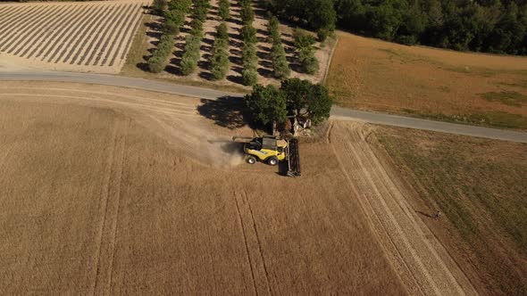 Wheat Harvesting with Tractor in Agriculture Farm Field