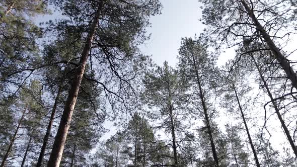 Pine Trees In The Forest