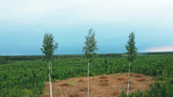 Three Trees Standing In Deforestation Area