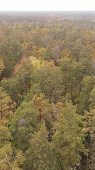 Vertical Video Autumn Forest with Trees By Day