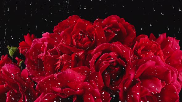Falling drops of water on the buds of red roses. Rain outside the window