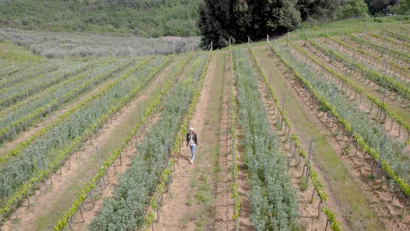 Aerial Shot. Beautiful Italian Tuscany, and Its Vineyards. Summertime for Ripening Grapes.