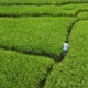 Someone walking around the rice plant - VideoHive Item for Sale