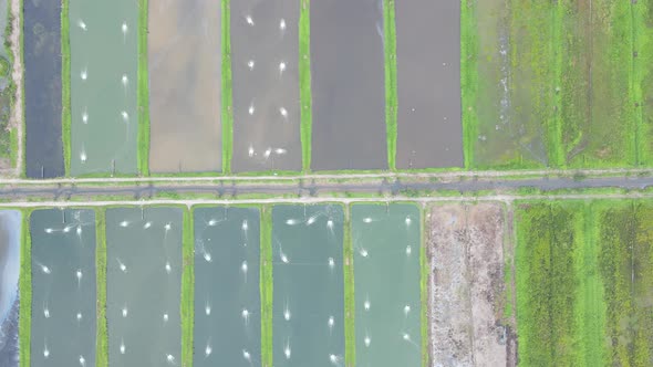 Prawn Fish Farm Aerial