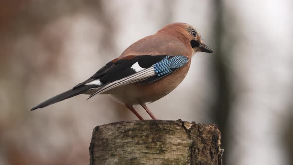 Slow Motion Beautiful Extreme Close Up of Eurasian Jay Perched on a Tree Trunk Looking for Food