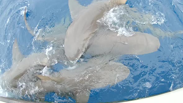 lemon sharks fighting for food at water's surface slow motion