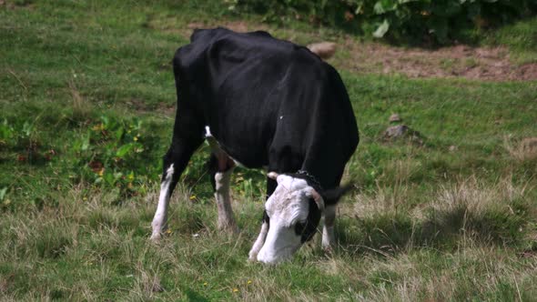 Cow Eating Grass on Meadow on a Sunny Day