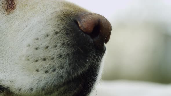 Labrador Dog