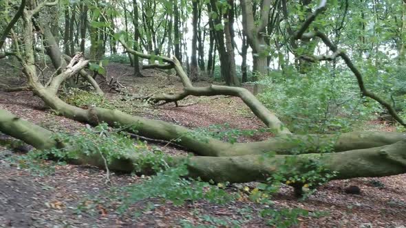 Moving through woodlands trees & foliage