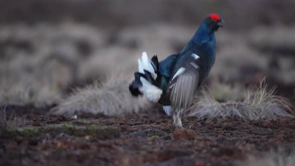 Black Grouse on Spring Bog Ready for Fighting