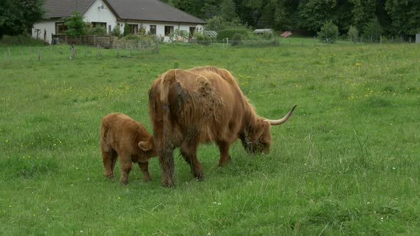 A cow with calf on a green pasture