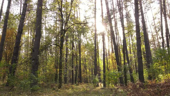 Autumn Forest with Trees By Day