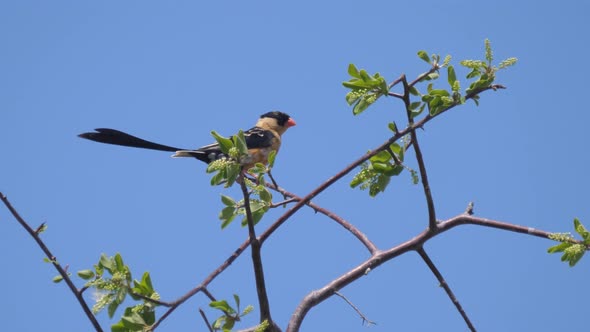 Pin-tailed whydah on a tree branch