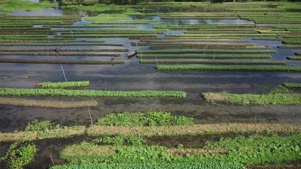 Aerial view of farmers doing the harvest in Banaripara, Barisal, Bangladesh.