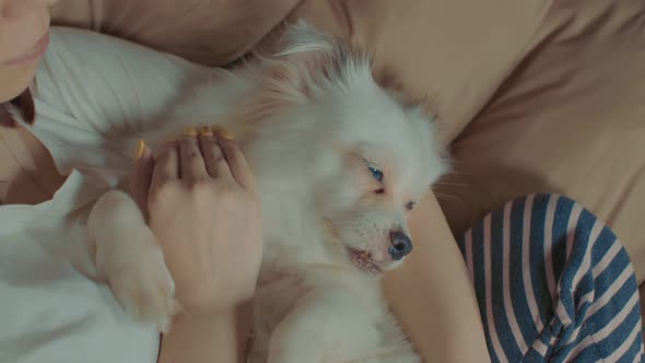 Close Up of White Spitz Lying on Woman