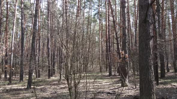 Forest Landscape Aerial View Slow Motion