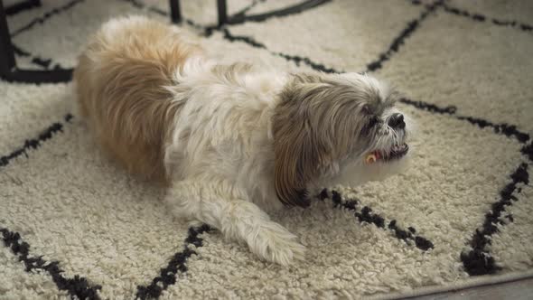 Boomer chewing on chew stick treat in living room, down shot close up